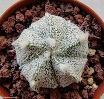 Astrophytum  сv 5ribs 