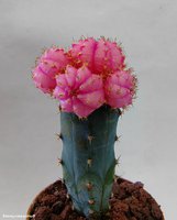 Gymnocalycium mihanovichii variegata 16