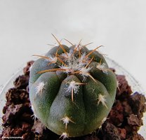 Gymnocalycium spegazzinii v. punillense VG 370