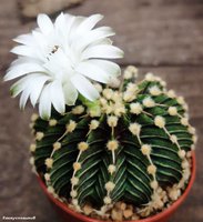 Gymnocalycium friedrichii LB 2178 'Agua Dulce'   