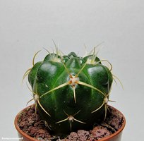 Gymnocalycium monvillei  