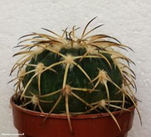 Gymnocalycium spegazzinii v. Horizonthalonium  .