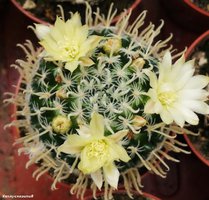 Mammillaria duwei                             