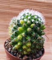 Mammillaria  sp. variegata