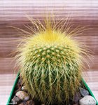 Eriocactus