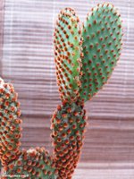 Opuntia microdasys var. rubra