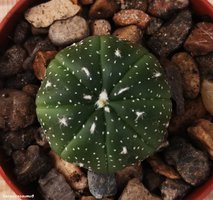 Astrophytum asterias  