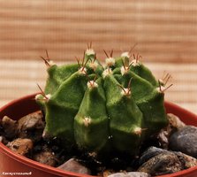 Gymnocalycium mihanovichii  