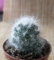 Mammillaria glassii ssp. Ascensionis