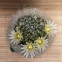 Mammillaria albicoma P 485                            