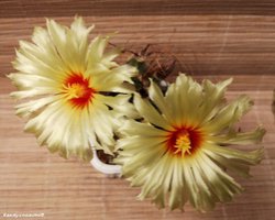 Astrophytum capricorne 