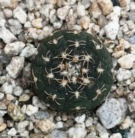 Gymnocalycium ragonesei L 472                       