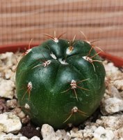 Gymnocalycium leeanum  