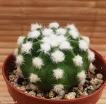 Echinopsis