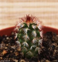 Echinocereus armatus PP 22