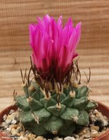 Turbinicarpus alonsoi      