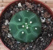 Matucana madisoniorum v asterium          