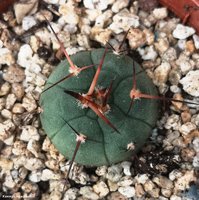 Gymnocalycium cardenasianum VOS 382