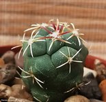 Thelocactus