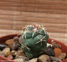 Thelocactus hexaedrophorus 