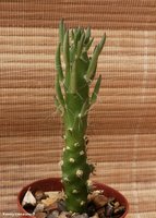 Opuntia Subulata (Austrocylindropuntia subulata)