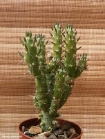 Opuntia Subulata (Austrocylindropuntia subulata) 2