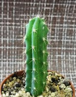 Trichocereus peruvianus