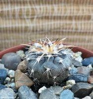 Gymnocalycium spegazzinii DJF 248  