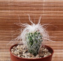 Cephalocereus senilis