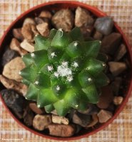 Mammillaria Toluca 