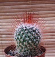 Mammillaria spinosissima 'Super Red'.                