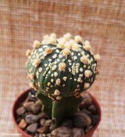 Astrophytum cv.'GOLD flakes Ooibo' 2