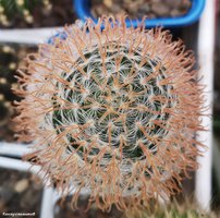 Mammillaria duwei f. red spines 1