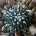 Ariocarpus