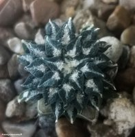 Ariocarpus kotschoubeyanus 1