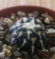 Ariocarpus kotschoubeyanus 2.