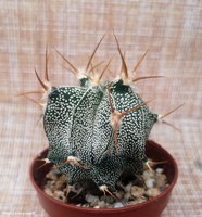 Astrophytum ornatum