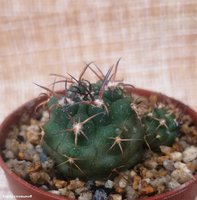 Acanthocalycium munitum VG 1121