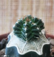 Aztekium valdezii 1