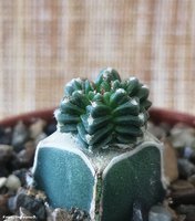 Aztekium valdezii 2