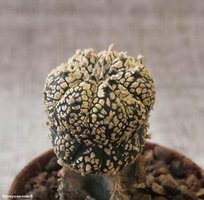 Astrophytum asterias cv Superkabuto 'Gold