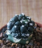 Astrophytum asterias 'Kikko' 2