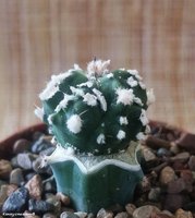 Astrophytum myriostigma 'YOROI' 2