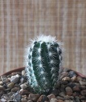 Echinocereus reichenbachii                           