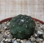 Copiapoa