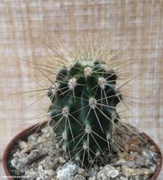 Echinocactus grusonii