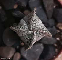 Astrophytum myriostigma v. quadricostatum 