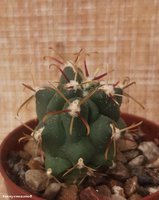 Glandulicactus mathssonii SB 1449   