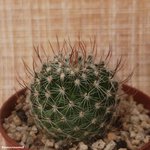 Echinofossulocactus  