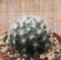 Mammillaria schiedeana